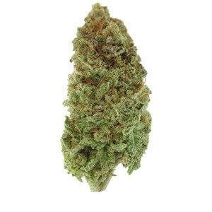 Space Queen - Sativa dominant hybrid