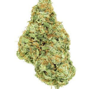 Blue Guava - Hybrid