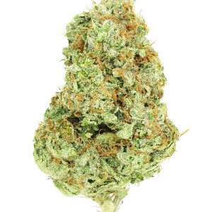 Blue Guava - Hybrid