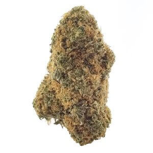 Dried marijuana bud CBD Sunkiss strain